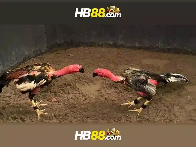 https://clustercarat.com/images/text/hb88/hb88-text2603121785.webp