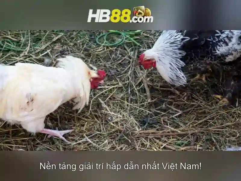 https://clustercarat.com/images/text/hb88/hb88-text2603317215.webp